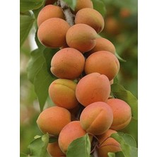 Afyon Doğa Peyzaj Aşılı Sertifikalı Malatya Kayısı Fidanı Açık Kök