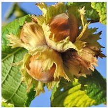 Afyon Doğa Peyzaj 3 Yaş  Tüplü Sarı Çakıldak Fındık Fidanı