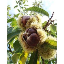 Afyon Doğa Peyzaj 2 Yaş Bursa Sarı Kestane Fidanı Açık Kök