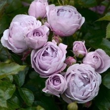 MutluPaket Tüplü Koleksiyonluk Hyrid Tea Nautica Yediveren Gül Fidanı