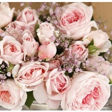 Tüplü Koleksiyonluk Hyrid Tea Katmerli Marchenzauber Yediveren Gül Fidanı