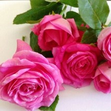 Tüplü Yediveren Kokulu Reçellik Isparta Gül 3-4 YAŞ(100-150 Cm) Fidanı