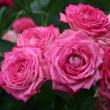 MutluPaket Tüplü Duet Fc Goncalı Yediveren Masal Gül Fidanı