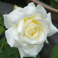 MutluPaket Tüplü Yediveren Iri Goncalı Vivaldi Gül Fidanı