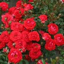 MutluPaket Tüplü Yer Örtücü Soğukklara Dayanımlı Zwergenfee Yediveren Gül Fidanı