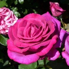 MutluPaket Tüplü Big Purple Yediveren Yoğun Kokulu Gül Fidanı