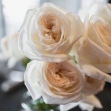 MutluPaket Tüplü Moonlight Yediveren Kokulu Gül Fidanı