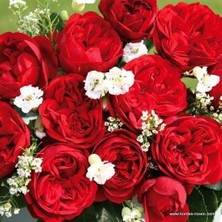 MutluPaket Tüplü Katmerli Out Of Rosenheim Yediveren Gül Fidanı