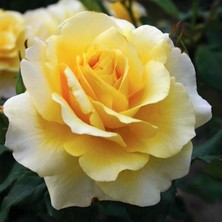 MutluPaket Tüplü Kokulu Salvador Dali Sarı Yediveren Kokulu Gül Fidanı