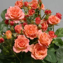 Tüplü Soğuklara Dayanıklı Peach Taifun Yediveren Alman Gül Fidanı