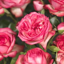 MutluPaket Tüplü Yediveren Antike 89 Kırmızı Beyaz Sarmaşık Gül Fidanı