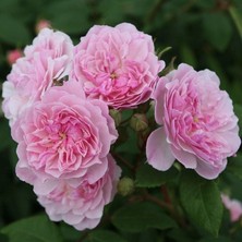 MutluPaket Tüplü Koleksiyonluk Parfüm Kokulu Romantic Siluetta Yediveren Sarmaşık Gül Fidanı