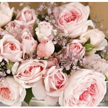 MutluPaket Tüplü Koleksiyonluk Hyrid Tea Katmerli Marchenzauber Yediveren Gül Fidanı