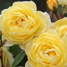 MutluPaket Tüplü Aşılı Yediveren Katmerli Lemon Fc Goncalı Masal Gülü Fidanı