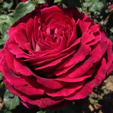 MutluPaket Tüplü Yediveren Kokulu Emma Gül Fidanı