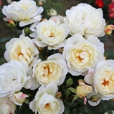 MutluPaket Tüplü Koleksiyonluk Kokulu Weisse Wolke Yediveren Gül Fidanı