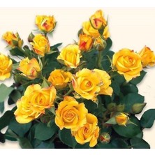 MutluPaket Tüplü Kordes Rosen Yediveren Yellow Taifun Gül Fidanı