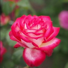 MutluPaket Tüplü Soğuklara Dayanımlı Neue Revue Yediveren Yoğun Kokulu Gül Fidanı