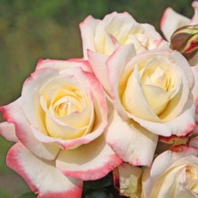 Tüplü Yediveren Athena Kokulu Gül Fidanı