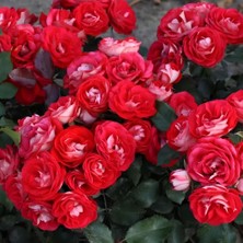 MutluPaket Tüplü Ödüllü Yediveren Rosige Landdrostei Yediven Gül Fidanı