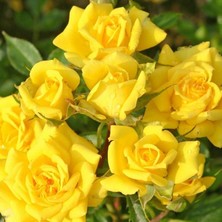 MutluPaket Tüplü Aşılı Yediveren Sonnenkind Sarı Yediveren Gül Fidanı