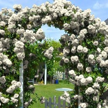 MutluPaket Tüplü Yediveren Kokulu White Quen Sarmaşık Gül Fidanı