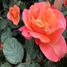 MutluPaket Tüplü Nadir Kokulu Yediveren Yavruağzı Recife Sarmaşık Gül Fidanı (150-200 Cm)