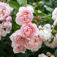 MutluPaket Tüplü Yediveren Katmerli Rosemary Kordes Alman Sarmaşık Gül Fidanı