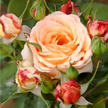 MutluPaket Tüplü Sarı Turuncu Claudia Yediveren Aşılı Gül Fidanı