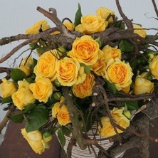 MutluPaket Tüplü Aşılı Yediveren Katmerli Koyu Sarı Lemon Pompon Gül Fidanı