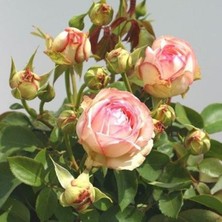 MutluPaket Tüplü Aşılı Yediveren Lovely Antike Freelander Gül Fidan