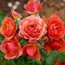 MutluPaket Tüplü Kordes Yediveren Mandarin Goncalı Gül Fidanı