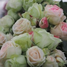 MutluPaket Tüplü Koleksiyonluk Goncalı Aşılı Patricia Yediveren Gül Fidanı