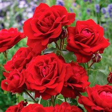 MutluPaket Tüplü Soğuklara Dayanımlı Kırmızı Jugendliebe Kokulu Yediveren Gül Fidanı