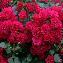 MutluPaket Tüplü Goncalı Yediveren Gartnerfreude Yer Örtücü Kırmızı Gül Fidanı