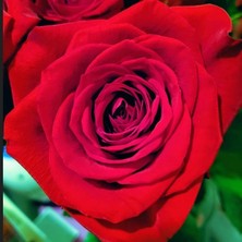 MutluPaket Tüplü Yediveren Schakira Soğuklara Dayanımlı Gül Fidanı