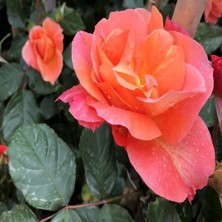 Tüplü Nadir Kokulu Yediveren Yavruağzı Sarmaşık Gül Fidanı