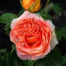 MutluPaket Tüplü Katmerli Yoğun Kokulu Yediveren Somon Meryem Gül Fidanı