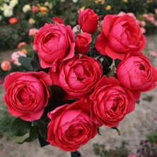 MutluPaket Tüplü  gartenprinzessin Marie Jose Yediveren Yoğun Kokulu Parfüm Gül Fidanı