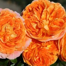 MutluPaket Tüplü Katmerli Turuncu Koleksiyonluk Hyrid Tea Kokulu Samba Yediveren Gül Fidanı