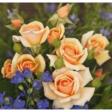 MutluPaket Tüplü Kordes Rosen Kokulu Sweet Honey Gül Fidanı