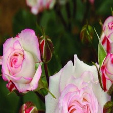 MutluPaket Tüplü Çift Renk Yediveren Zeliha Gül Fidanı