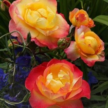 MutluPaket Tüplü Kokulu Yediveren Flaming Star Gül Fidanı