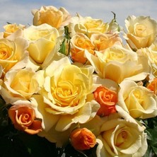 MutluPaket Tüplü Yediveren Soğuklara Dayanımlı Sunny Nostalji Gül Fidanı