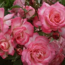 MutluPaket Tüplü Kokulu Yediveren Laguna Koyu Pembe Sarmaşık Gül Fidanı