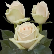 MutluPaket Tüplü Alman Laperla Yediveren Kokulu Gül Fidanı