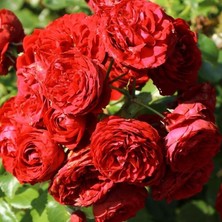 MutluPaket Tüplü Katmerli Kordes Rotkappchen Yediveren Kırmızı Gül Fidanı