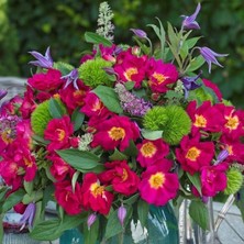 MutluPaket Tüplü Nadir Çift Renk Weg Der Sinne Persica Yediveren Gül Fidan