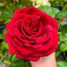 MutluPaket Tüplü Iri Goncalı Soğukklara Dayanımlı Kokulu Venüs Yediveren Gül Fidanı