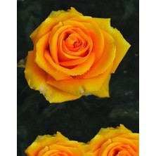 Tüplü Yediveren Kokulu Iri Goncalı Picasso Kokulu Gül Fidanı